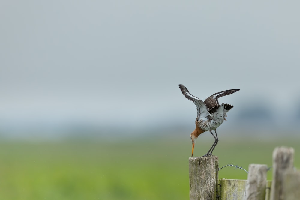 white and brown bird on fence