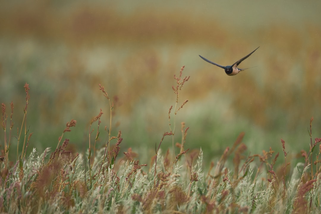 bird near grasses