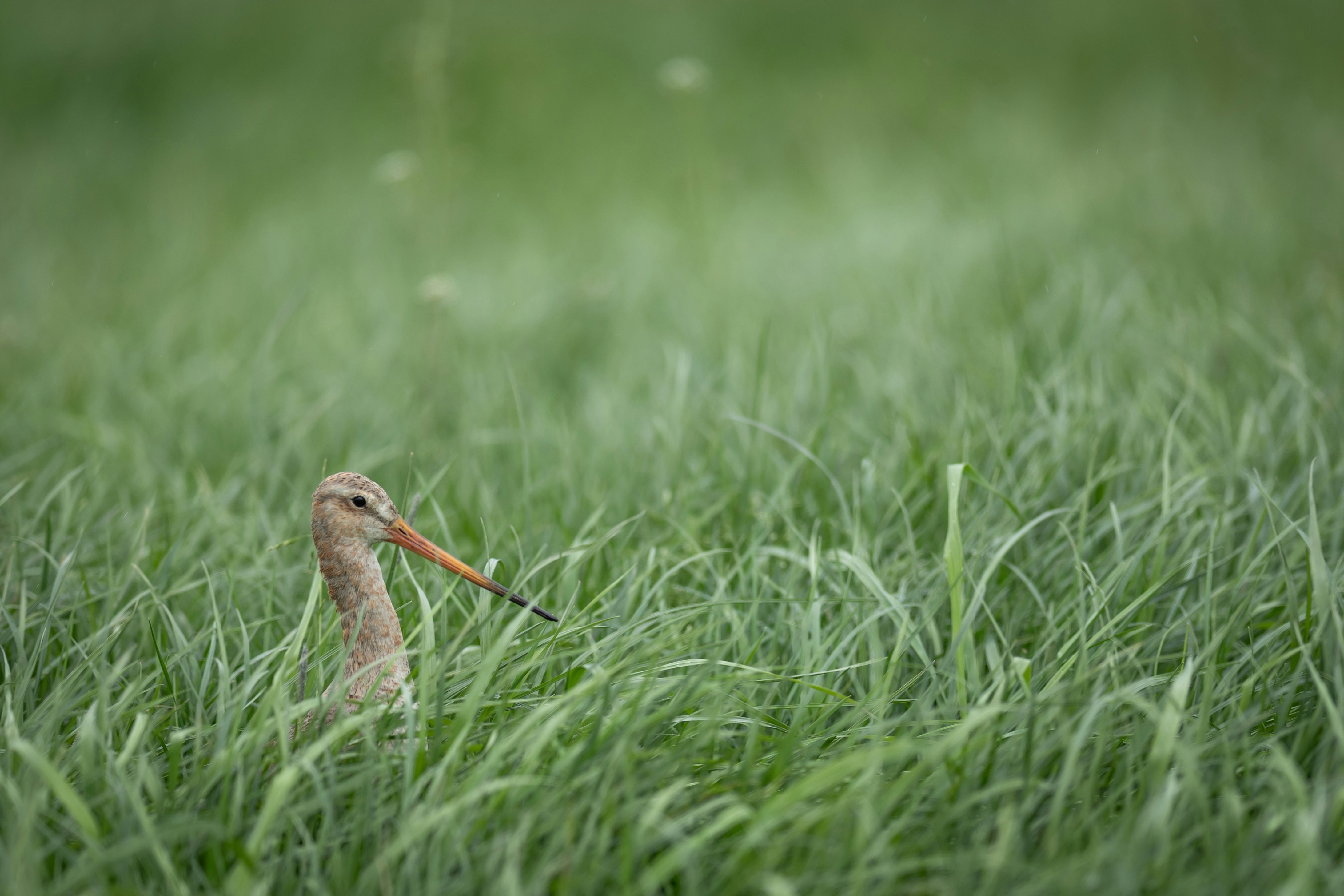 Photo by vincentvanzalinge