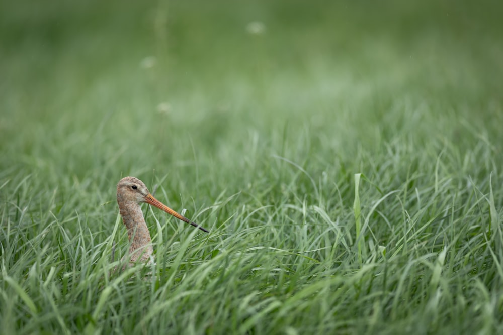 brown bird on grass field