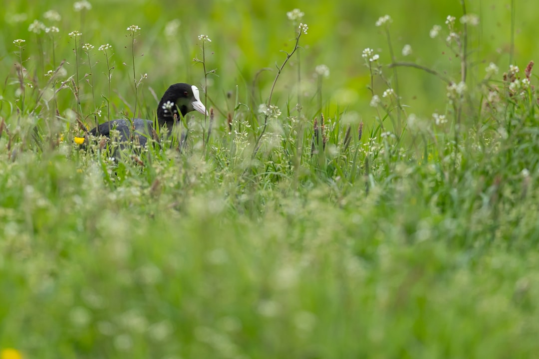 black bird on green field