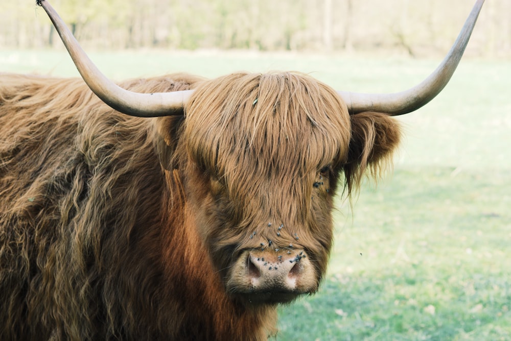 adult brown buffalo on grass