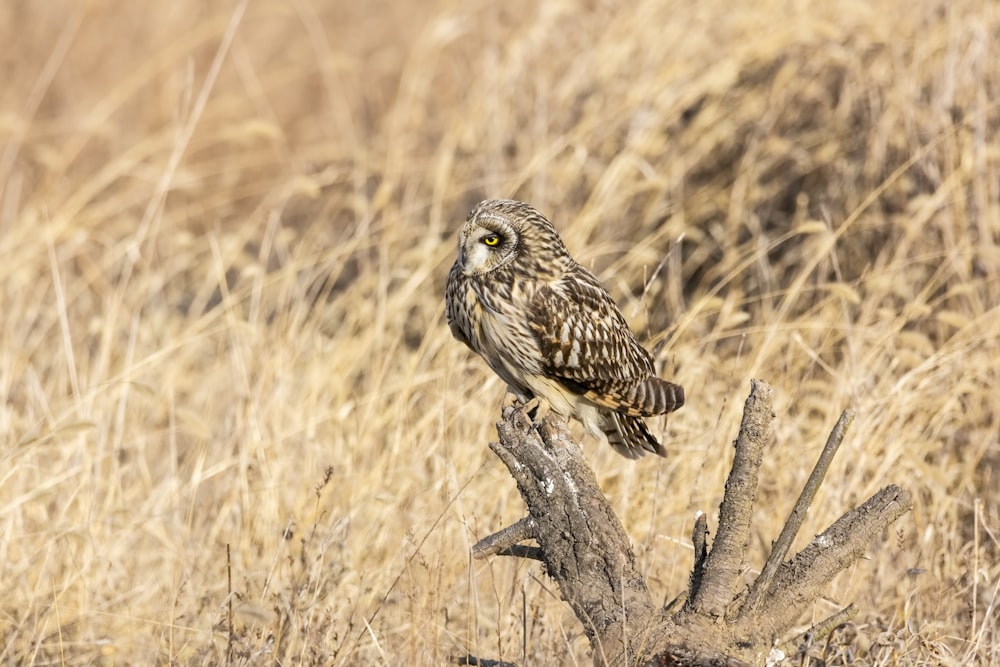 owl perching on tree branch