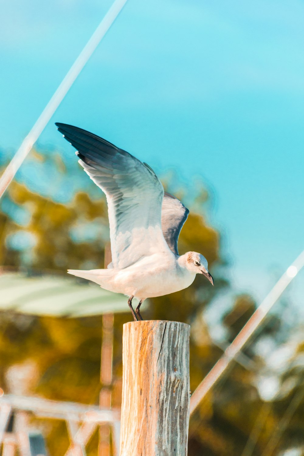 white and black bird perched on wooden post