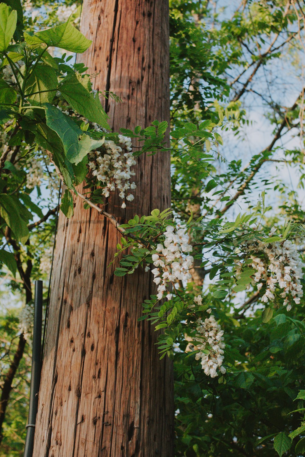 green leaf tree