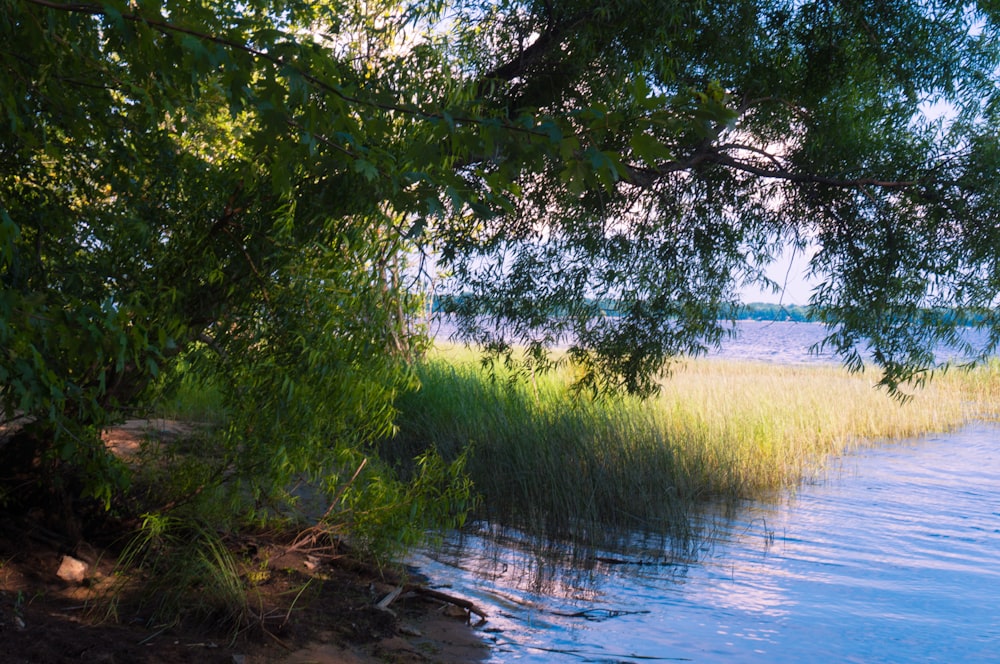grass covered body of water near tree