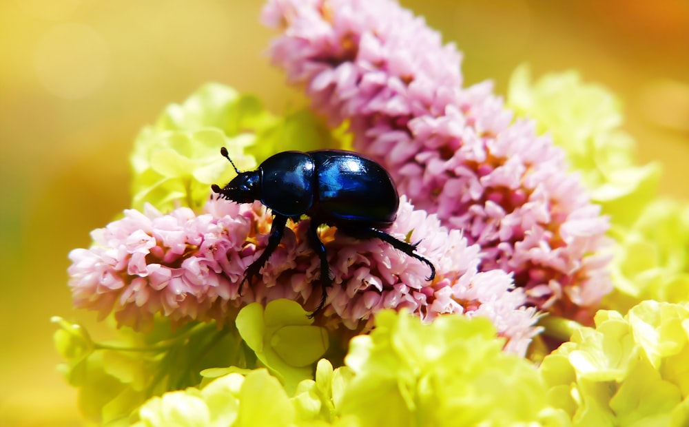 black beetle perched on flower