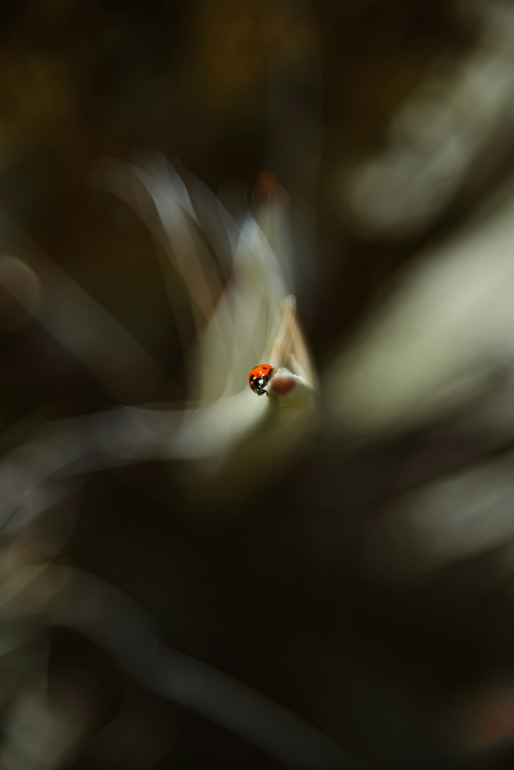 a blurry photo of a lady bug on a leaf