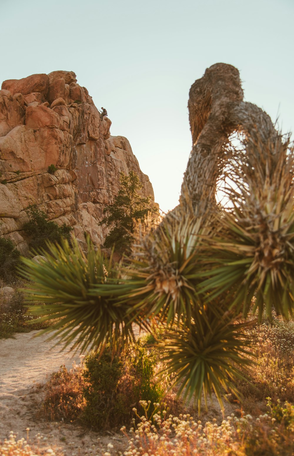 yucca plant near arch stone