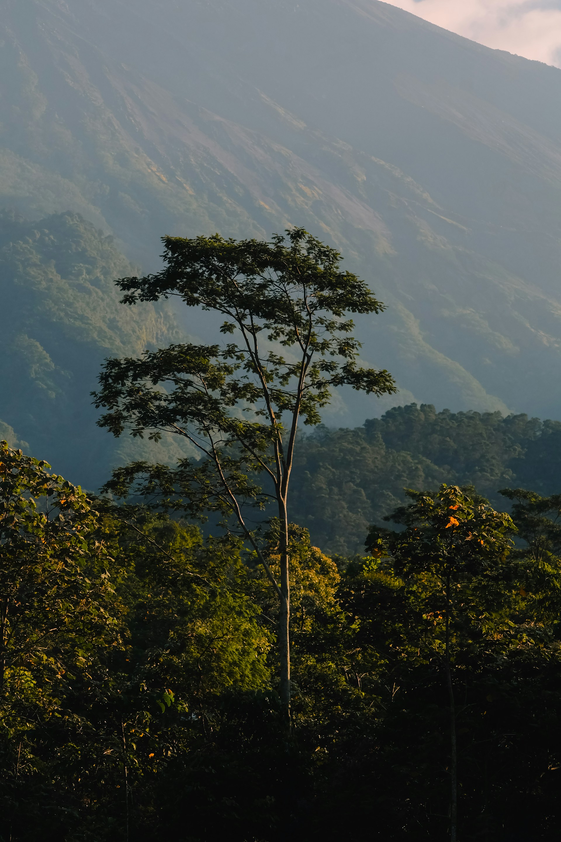 green leaf tree on forest during daytime