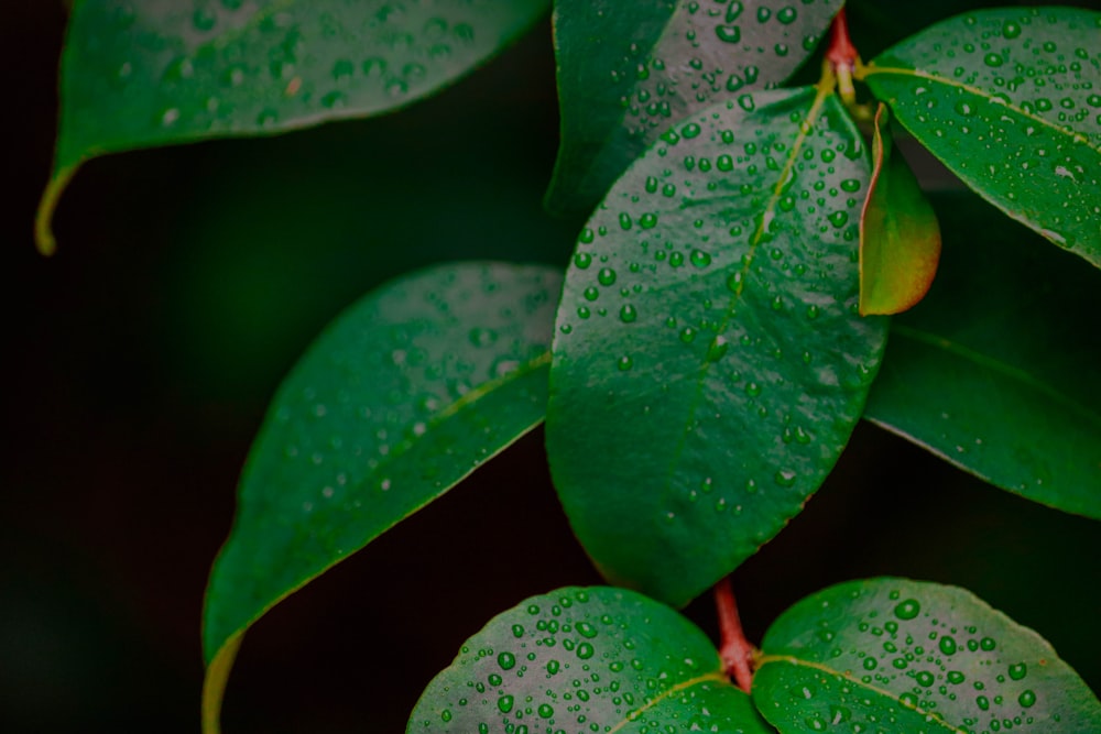 green leaf plant