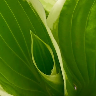 An abstract close-up view of a green plant with intricate leaf patterns and varying shades of green. The image highlights the natural textures and curves of the leaves.