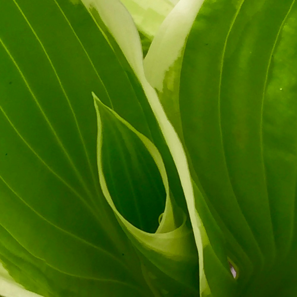 green leaf plant