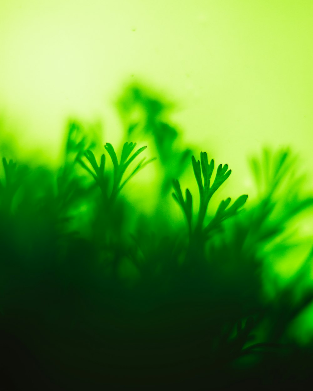 green-leafed plant