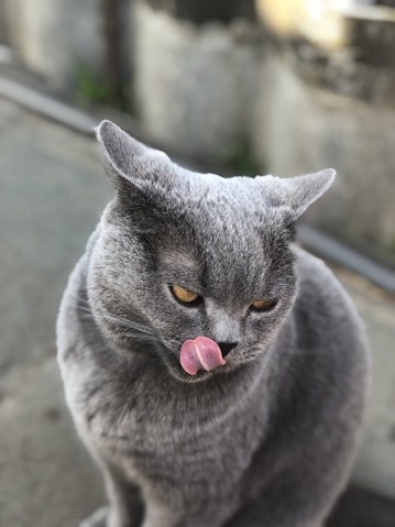 short-fur gray cat