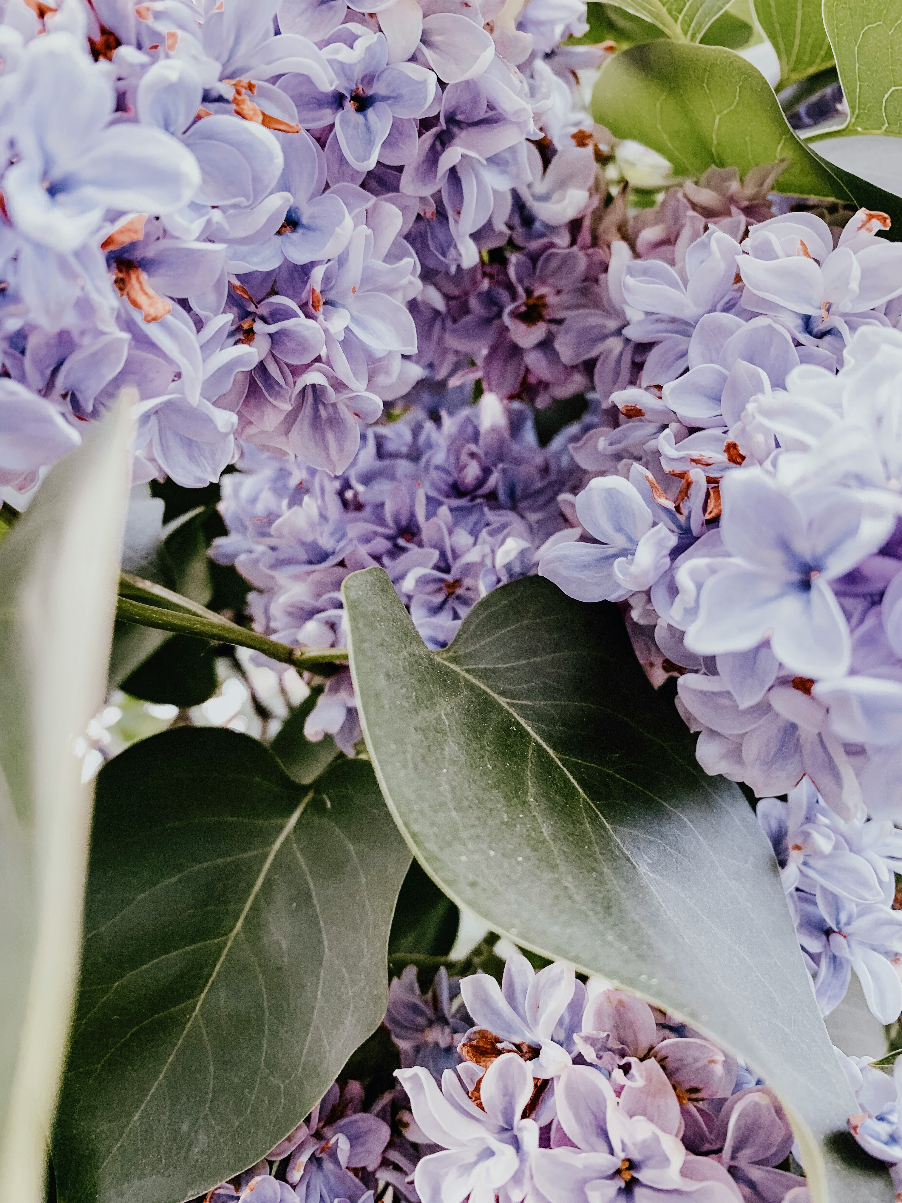 closeup photography of purple lilacs