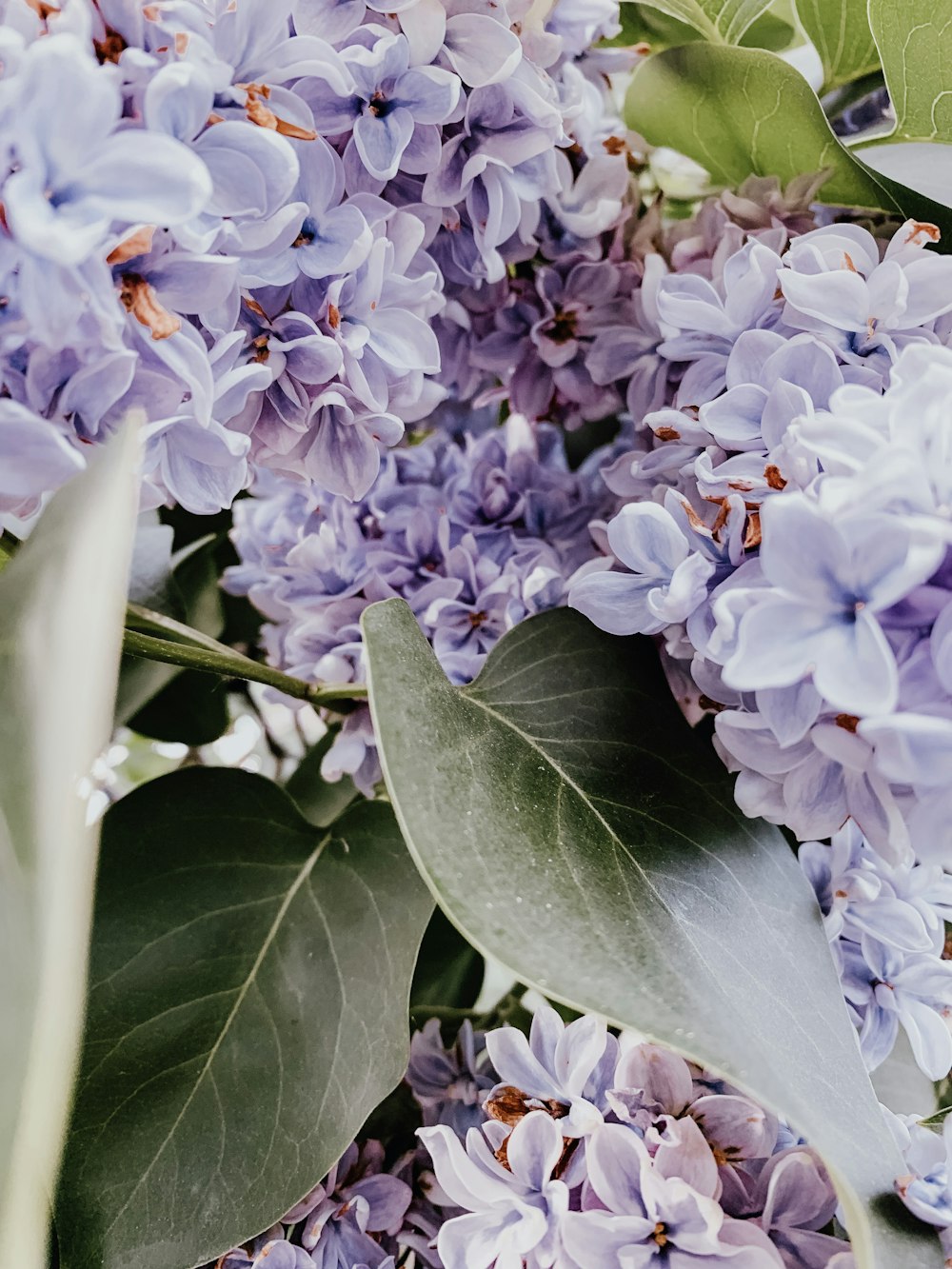 closeup photography of purple lilacs