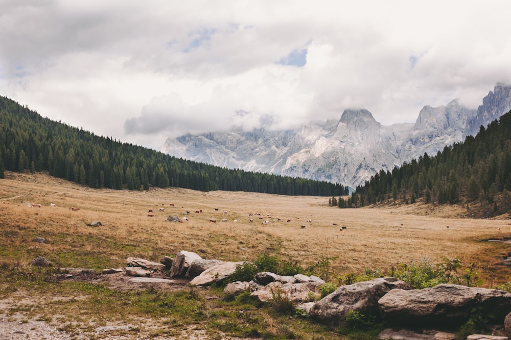 rocks on plane field surrounded with trees during daytime