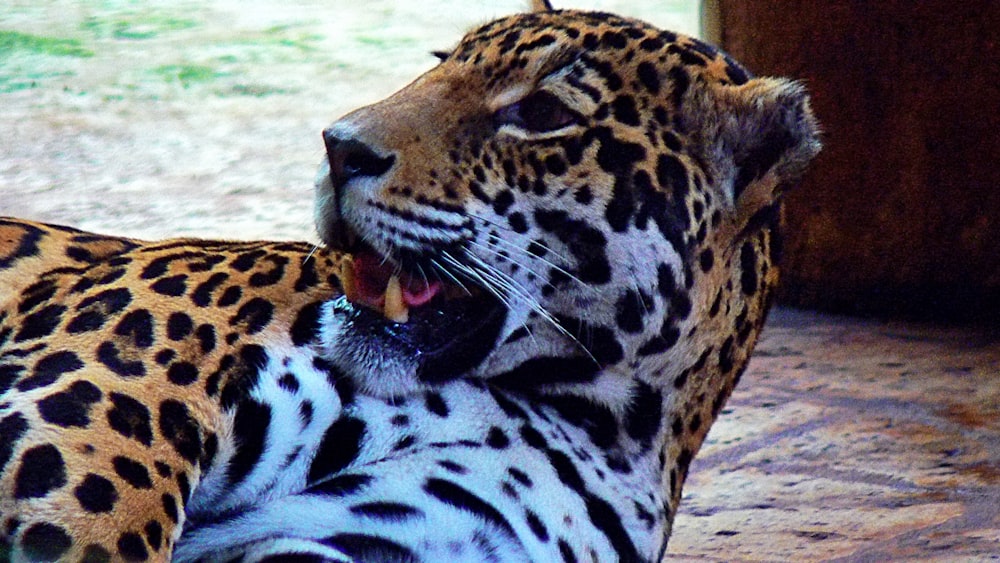 leopardo deitado no chão