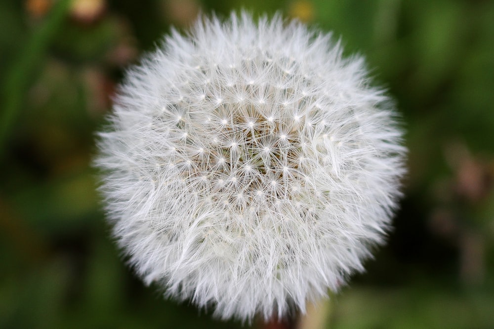 fotografia de foco seletivo da flor branca do dente-de-leão durante o dia