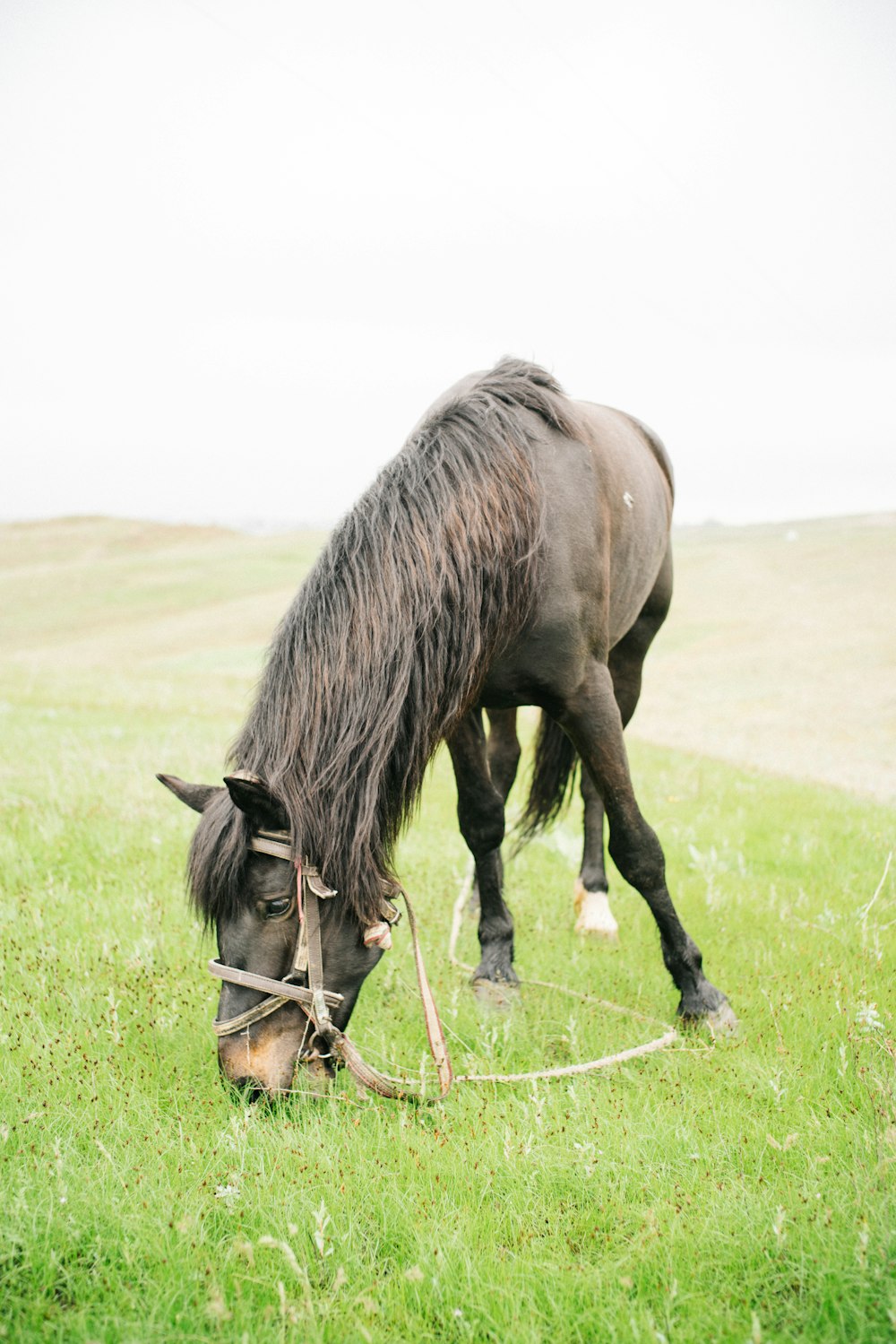 black stallion horse eating grasses
