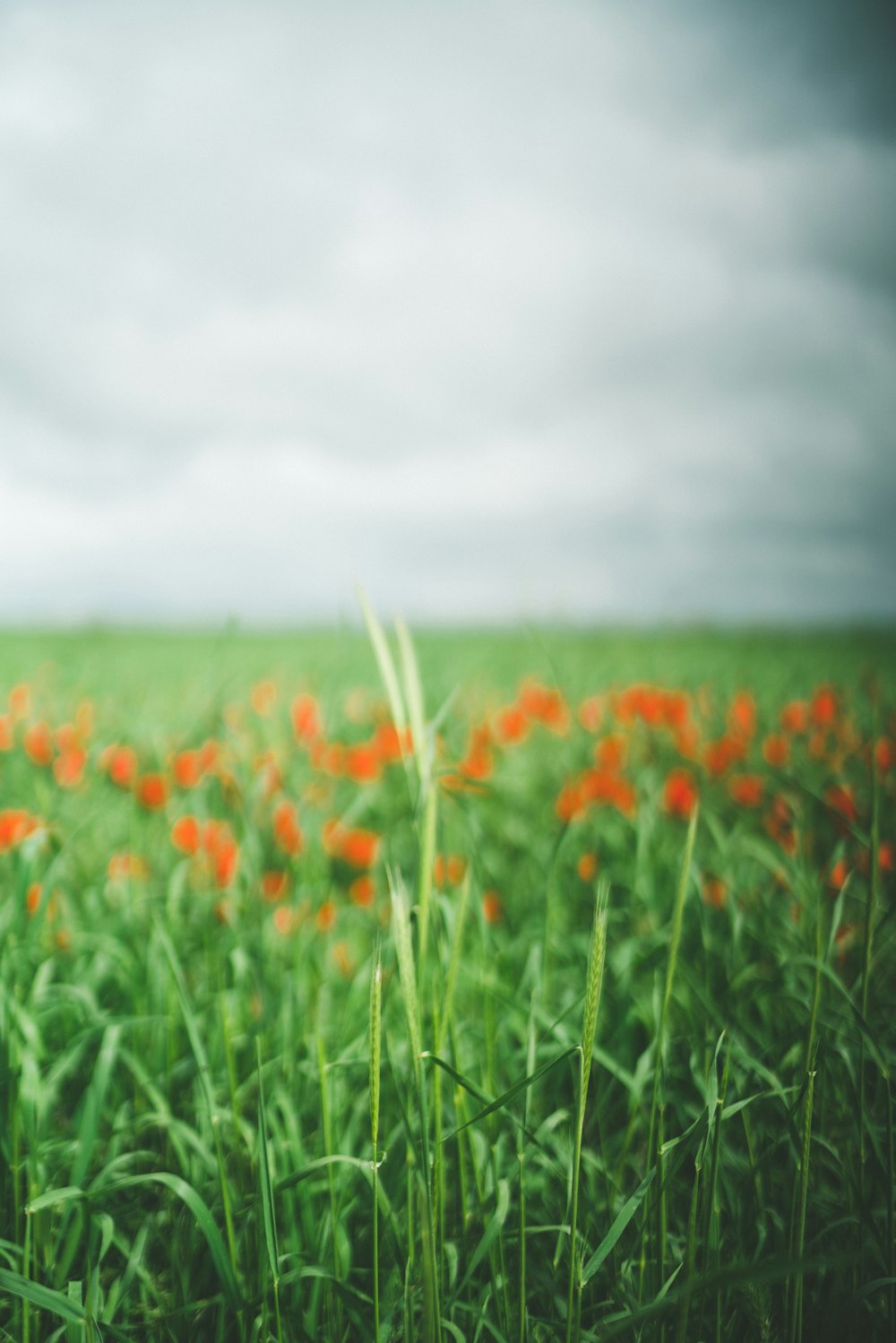 orange petaled flower field