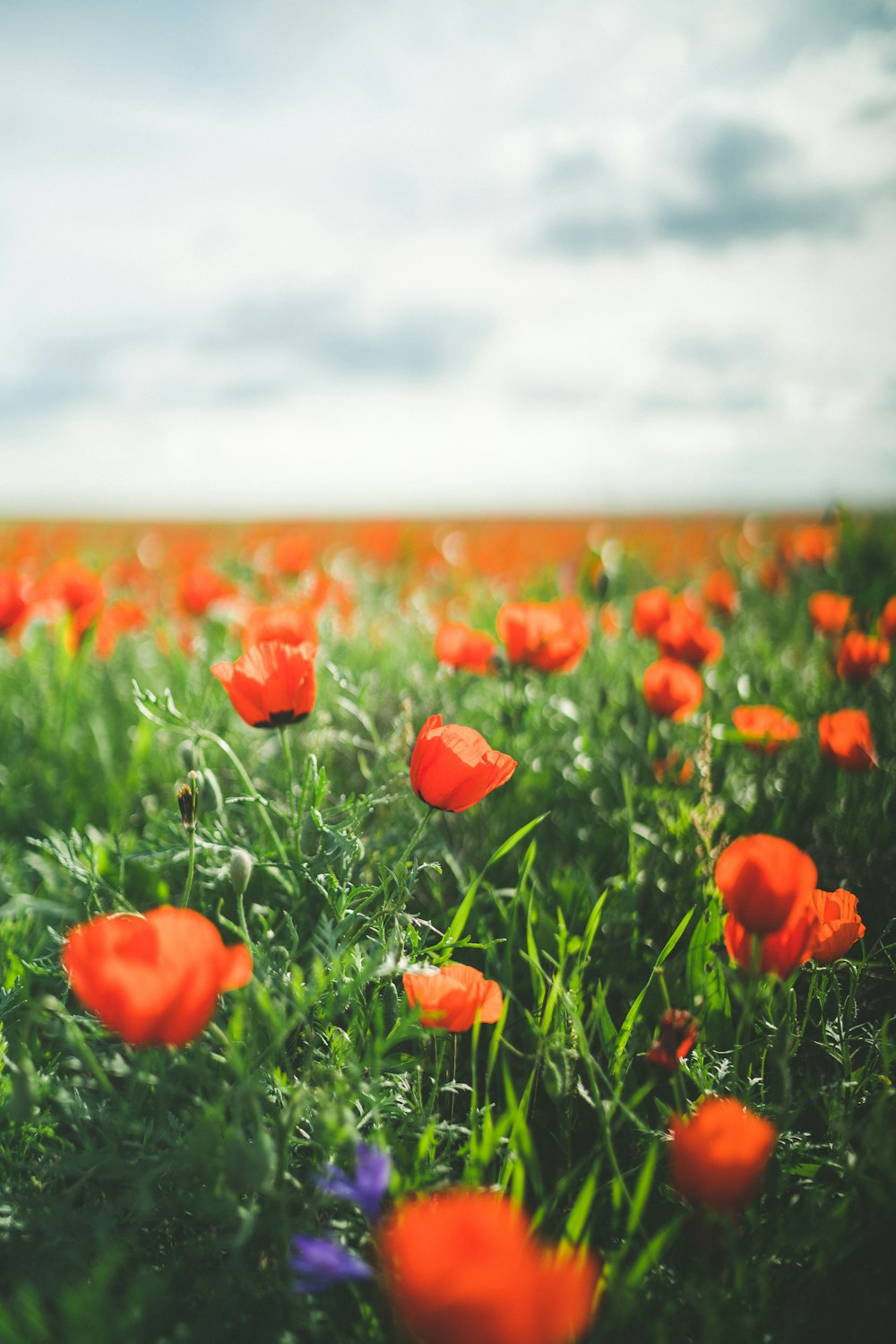 bed of orange flower