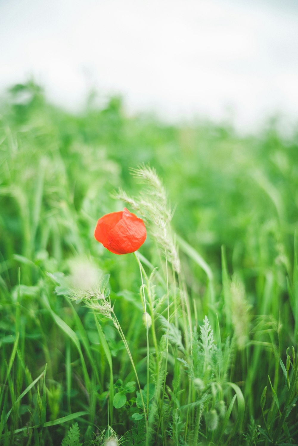 red flower