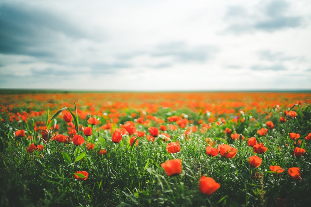 red flower under cloudy sky