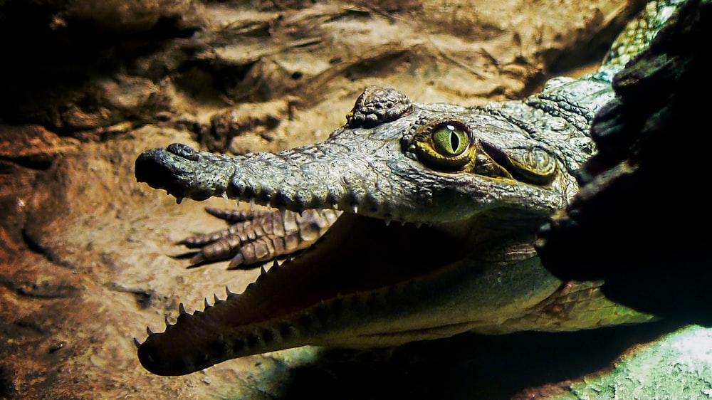 black alligator close-up photography