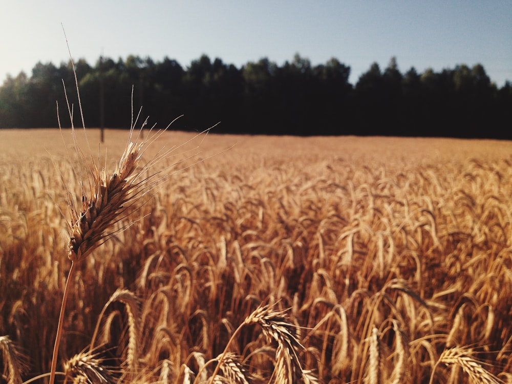 wheat field