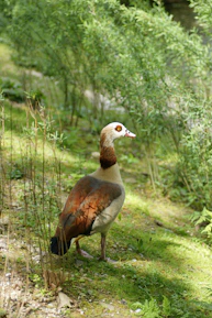 A colorful bird perched near the weather station in a lush garden.