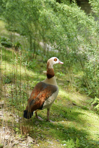 A colorful bird perched near the weather station in a lush garden.