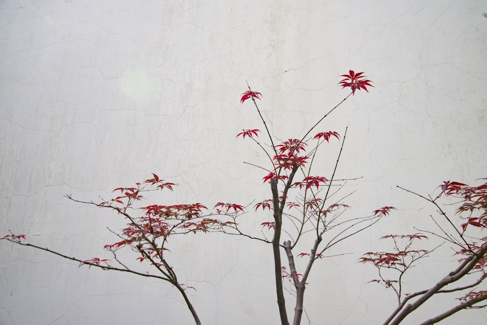 red and brown tree