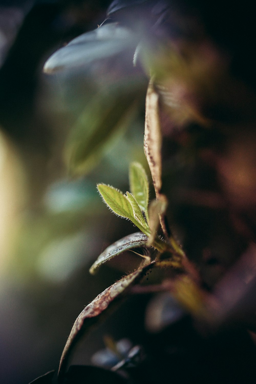 green-leafed plant