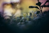 A close-up view of small, delicate plant leaves emerging from a dark, blurred background. The focus on the leaves creates a sense of growth and new life, with light softly illuminating their edges.