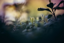 A close-up view of small, delicate plant leaves emerging from a dark, blurred background. The focus on the leaves creates a sense of growth and new life, with light softly illuminating their edges.