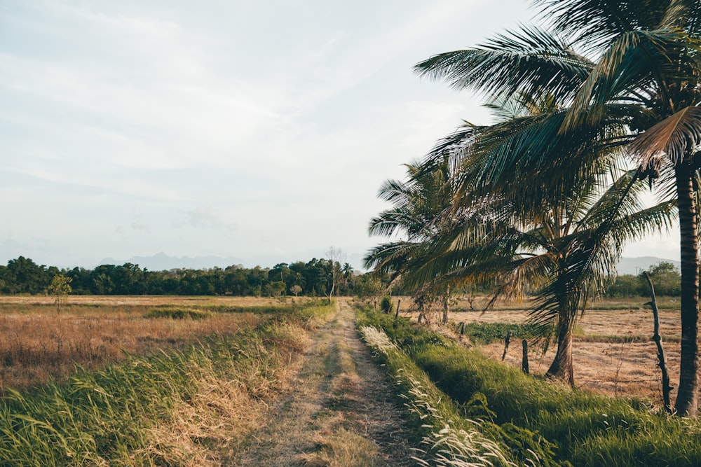 road between rice fields