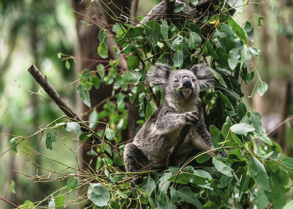 koala bear on branch