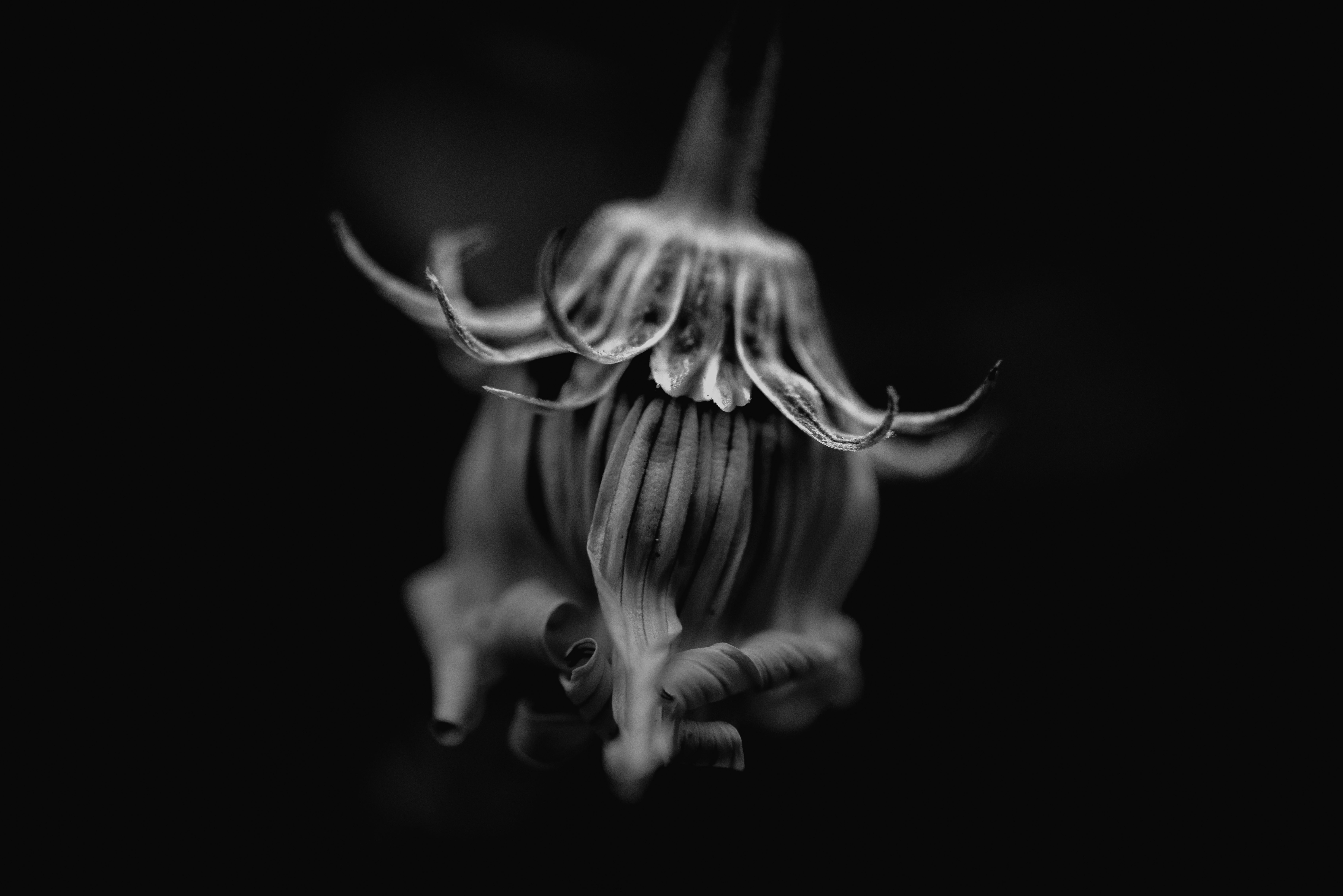 grayscale photo of flower