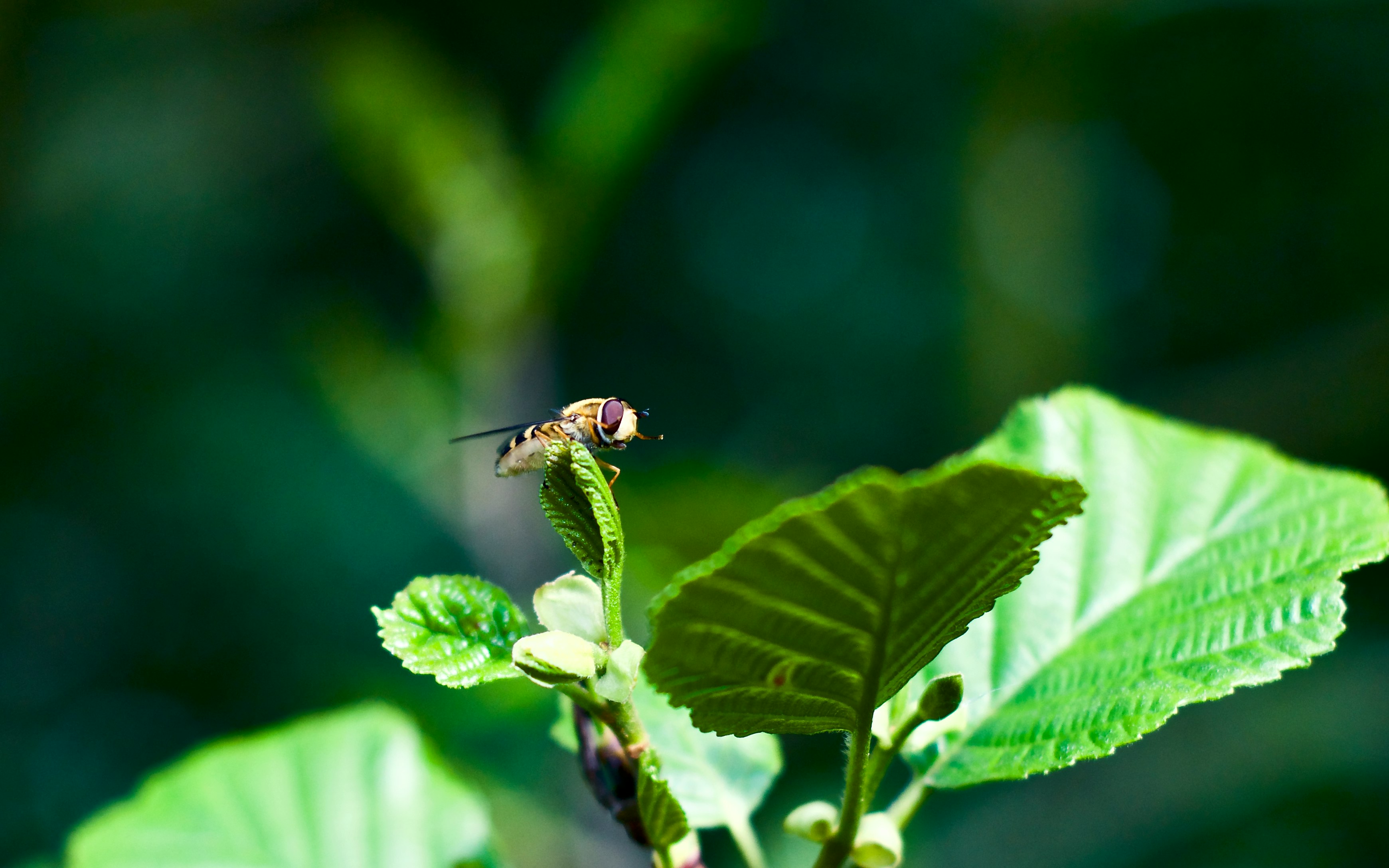 black insect on leaf