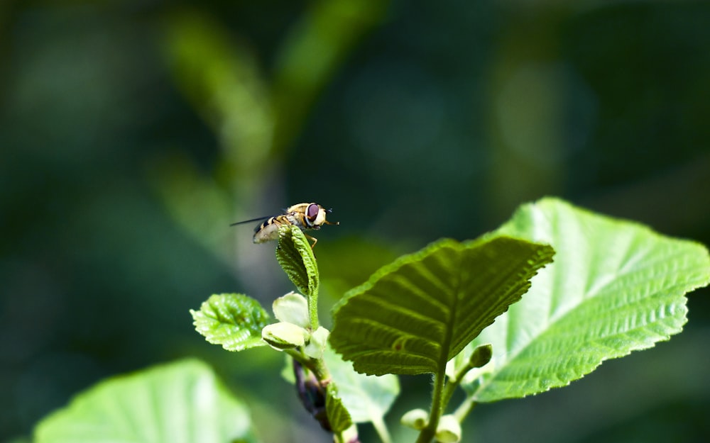 black insect on leaf