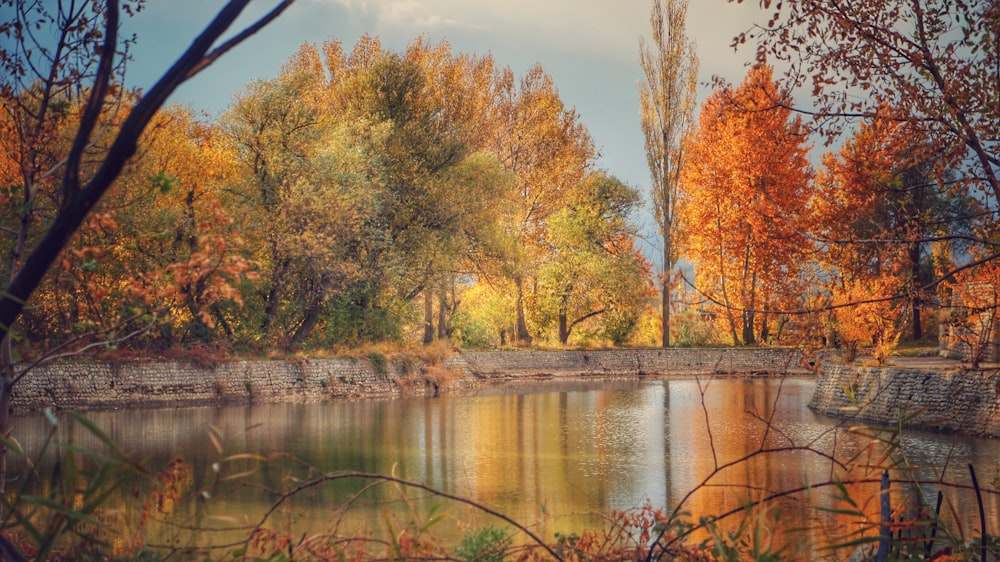 body of water near trees