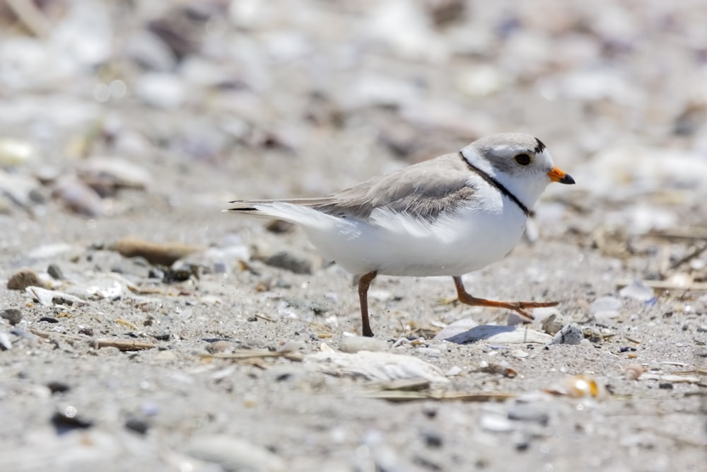 white and gray bird