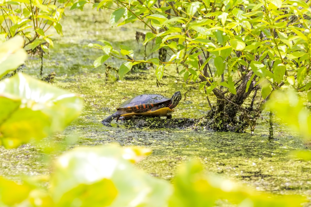 brown and yellow turtle