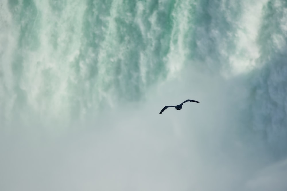 black bird in mid air