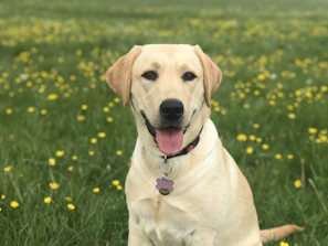 A joyful golden retriever wearing a bright blue personalized aluminum pet tag in a sunny park