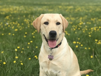 A golden Labrador retriever sits happily in a field of green grass dotted with yellow flowers. The dog looks directly at the camera with its mouth open, giving the appearance of a smile. It wears a collar with a name tag.