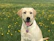 A happy golden retriever wearing a sleek black snapgo360 smart collar in a sunny park.