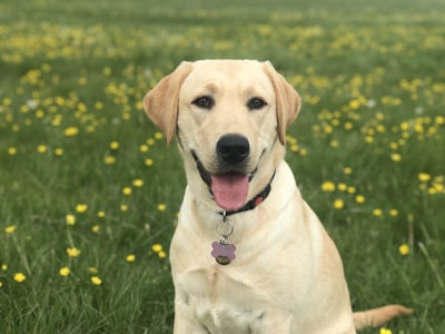 A golden Labrador retriever sits happily in a field of green grass dotted with yellow flowers. The dog looks directly at the camera with its mouth open, giving the appearance of a smile. It wears a collar with a name tag.